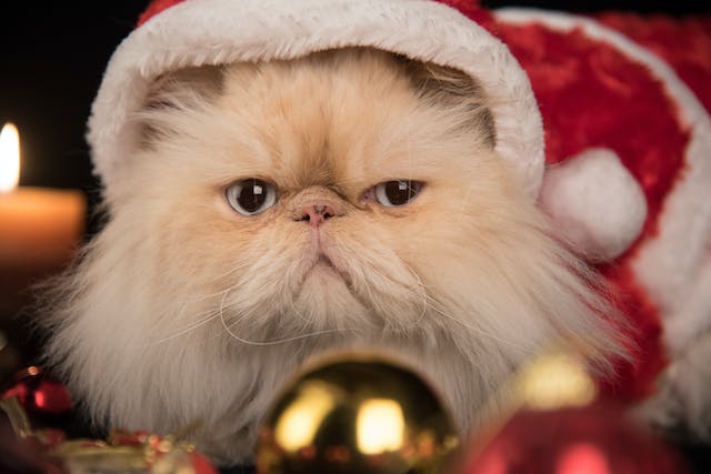 Photo by Amin Alizadeh: https://www.pexels.com/photo/a-cat-with-santa-hat-12064851/
