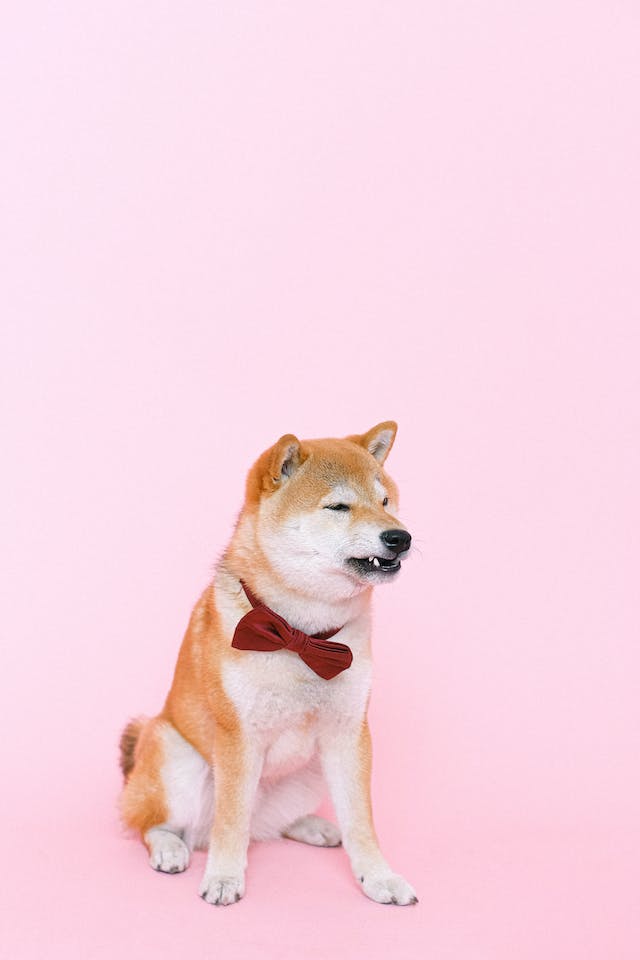 Photo by Anna Shvets: https://www.pexels.com/photo/shiba-inu-wearing-bowtie-4587995/
